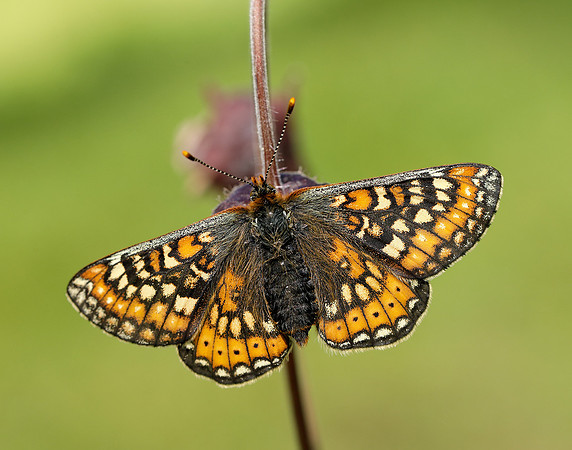 Marsh Fritillary Euphydryas aurinia
