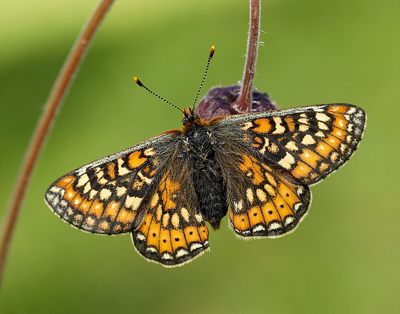 Marsh Fritillary Euphydryas aurinia