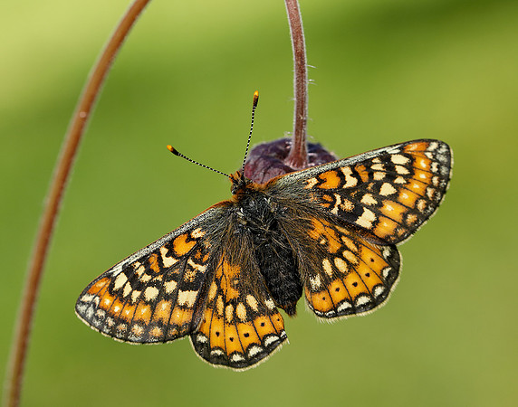 Marsh Fritillary Euphydryas aurinia