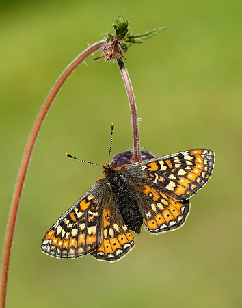 Marsh Fritillary Euphydryas aurinia