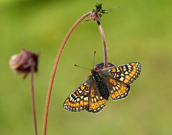 Marsh Fritillary Euphydryas aurinia