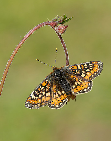 Marsh Fritillary Euphydryas aurinia