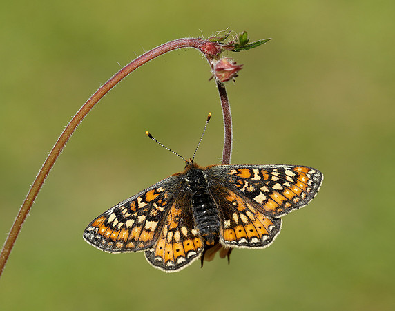 Marsh Fritillary Euphydryas aurinia