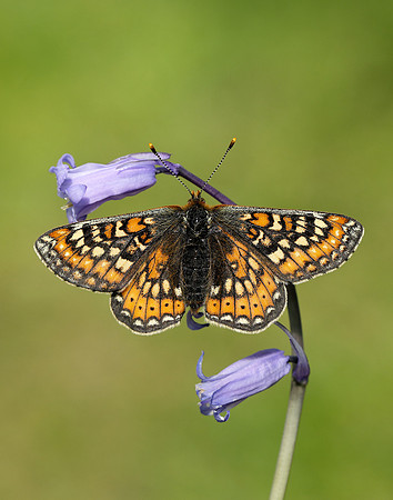 Marsh Fritillary Euphydryas aurinia