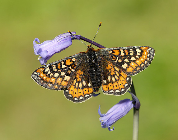 Marsh Fritillary Euphydryas aurinia