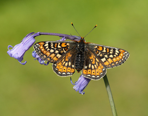 Marsh Fritillary Euphydryas aurinia