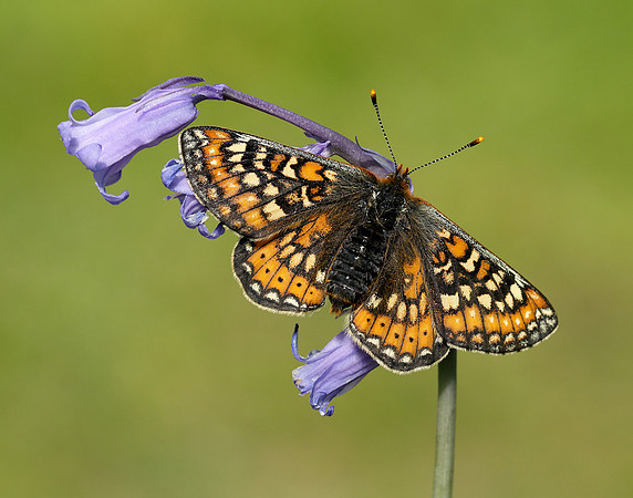 Marsh Fritillary Euphydryas aurinia