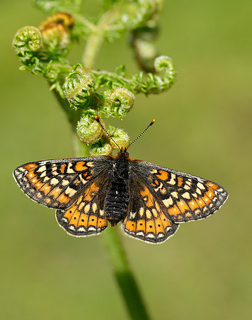 Marsh Fritillary Euphydryas aurinia