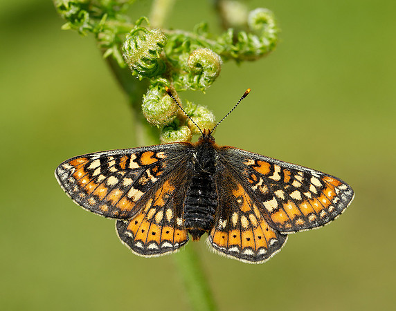 Marsh Fritillary Euphydryas aurinia
