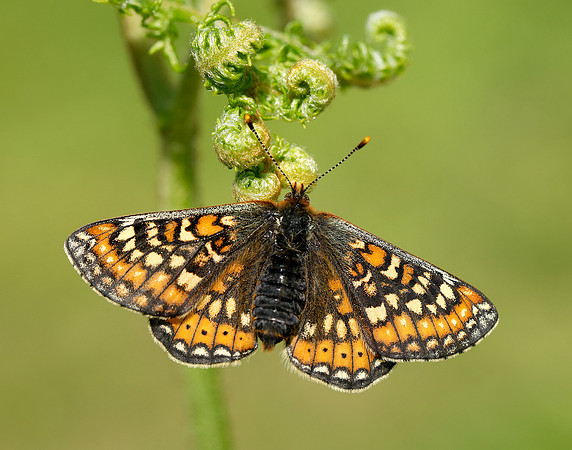 Marsh Fritillary Euphydryas aurinia