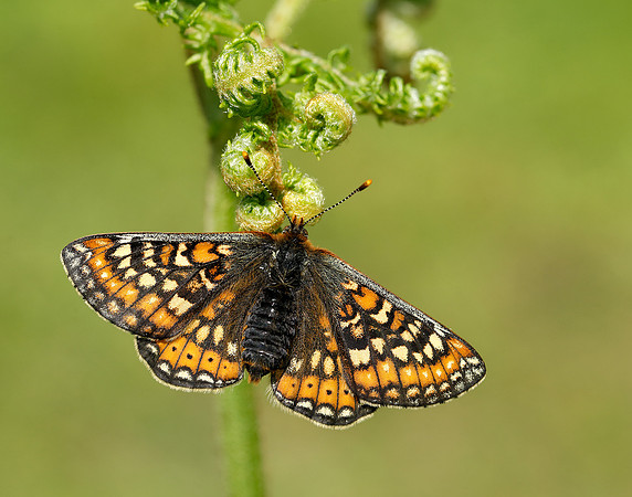 Marsh Fritillary Euphydryas aurinia