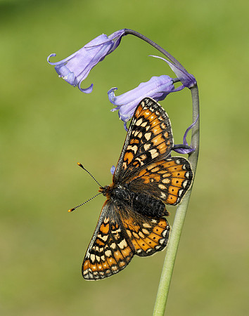 Marsh Fritillary Euphydryas aurinia
