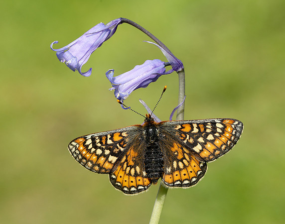 Marsh Fritillary Euphydryas aurinia