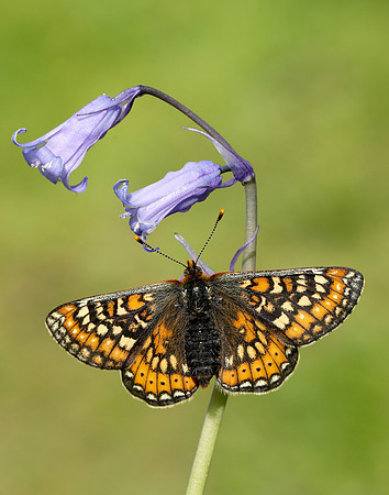 Marsh Fritillary Euphydryas aurinia