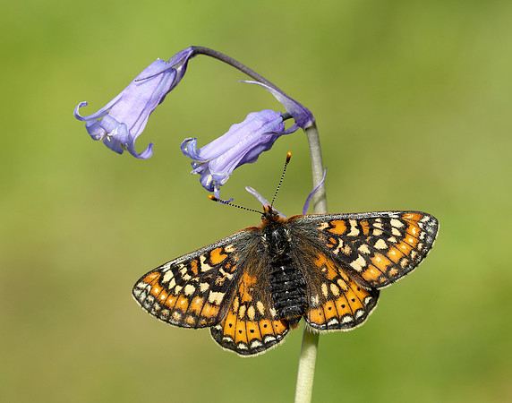 Marsh Fritillary Euphydryas aurinia