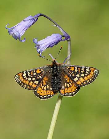 Marsh Fritillary Euphydryas aurinia