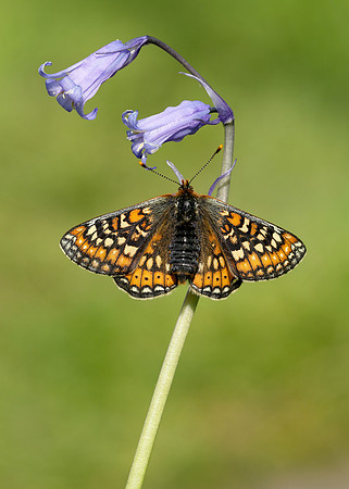 Marsh Fritillary Euphydryas aurinia