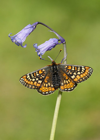 Marsh Fritillary Euphydryas aurinia