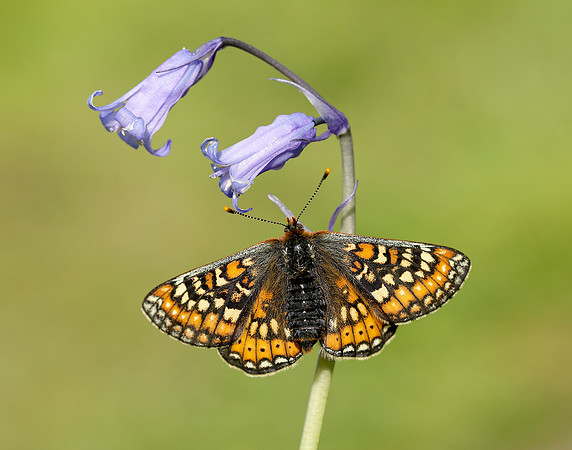 Marsh Fritillary Euphydryas aurinia