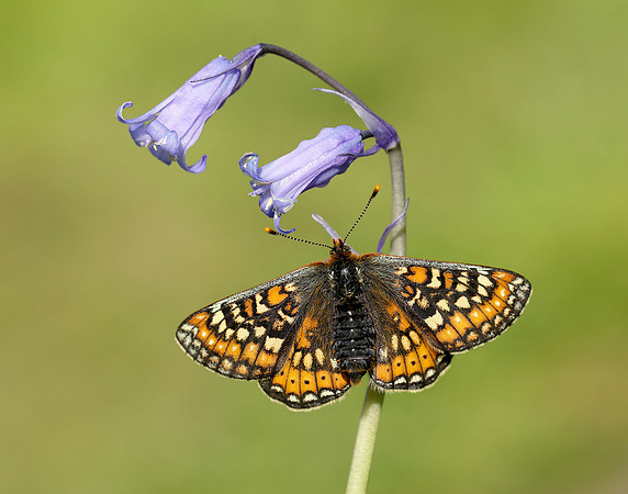 Marsh Fritillary Euphydryas aurinia