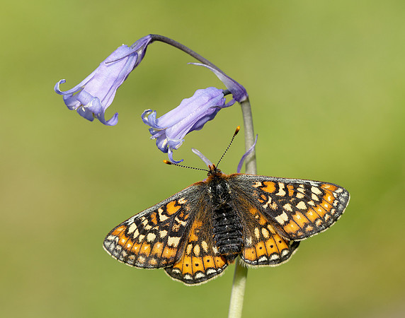 Marsh Fritillary Euphydryas aurinia