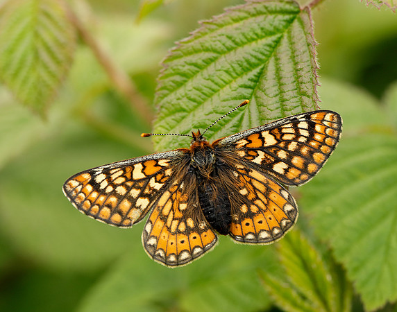 Marsh Fritillary Euphydryas aurinia