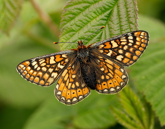 Marsh Fritillary Euphydryas aurinia