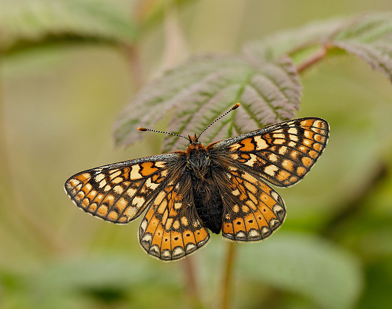 Marsh Fritillary Euphydryas aurinia