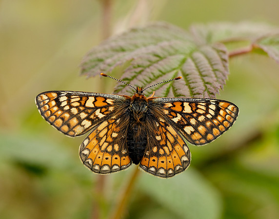 Marsh Fritillary Euphydryas aurinia