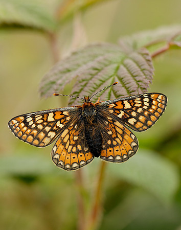 Marsh Fritillary Euphydryas aurinia