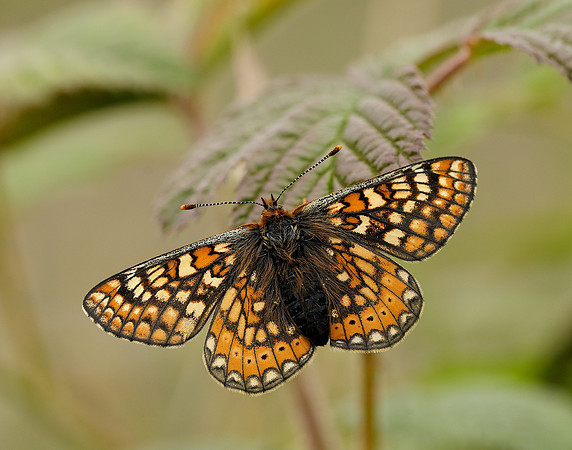 Marsh Fritillary Euphydryas aurinia