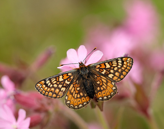 Marsh Fritillary Euphydryas aurinia