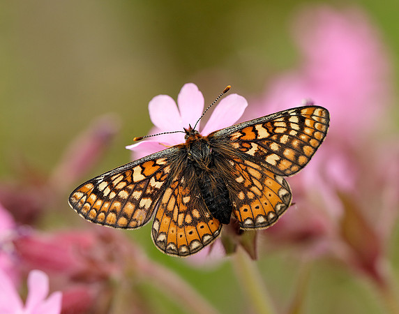 Marsh Fritillary Euphydryas aurinia
