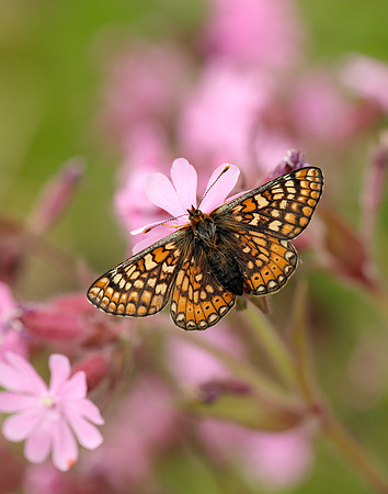 Marsh Fritillary Euphydryas aurinia