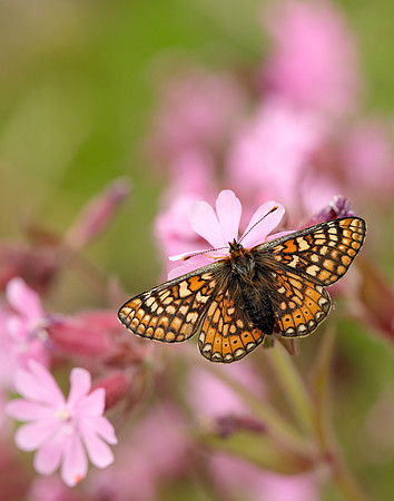 Marsh Fritillary Euphydryas aurinia