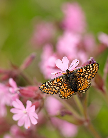 Marsh Fritillary Euphydryas aurinia