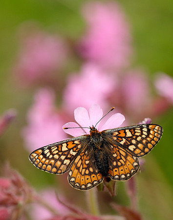 Marsh Fritillary Euphydryas aurinia