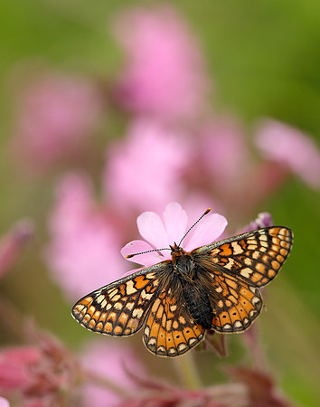 Marsh Fritillary Euphydryas aurinia