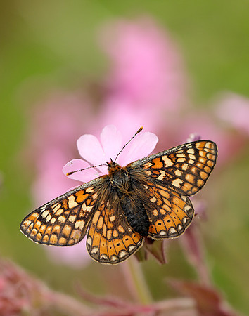 Marsh Fritillary Euphydryas aurinia