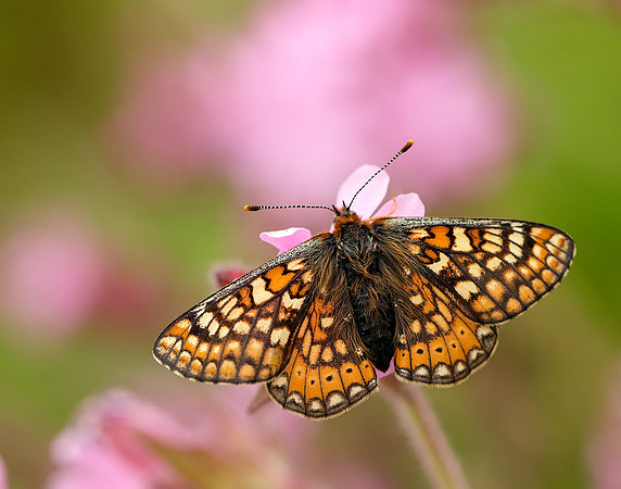 Marsh Fritillary Euphydryas aurinia