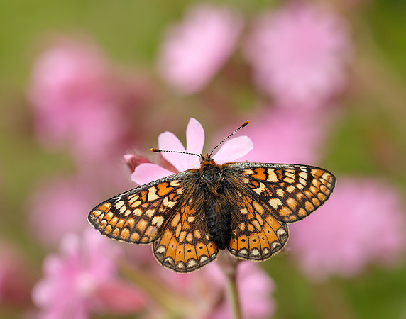 Marsh Fritillary Euphydryas aurinia