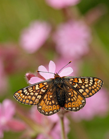 Marsh Fritillary Euphydryas aurinia