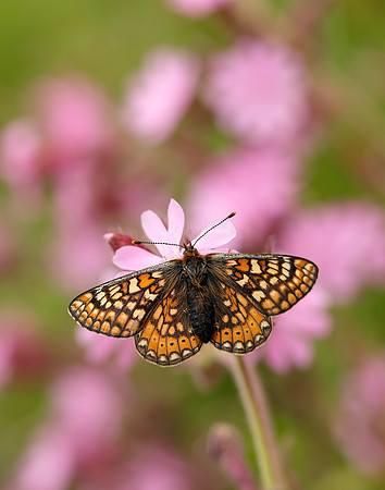 Marsh Fritillary Euphydryas aurinia
