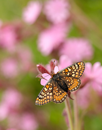 Marsh Fritillary Euphydryas aurinia