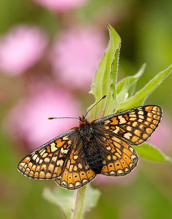 Marsh Fritillary Euphydryas aurinia