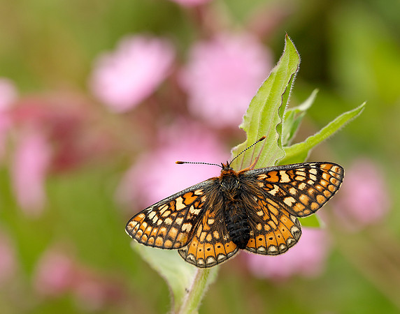 Marsh Fritillary Euphydryas aurinia