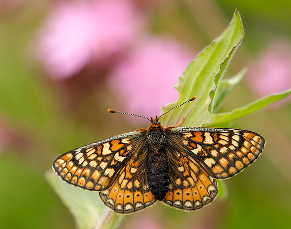 Marsh Fritillary Euphydryas aurinia