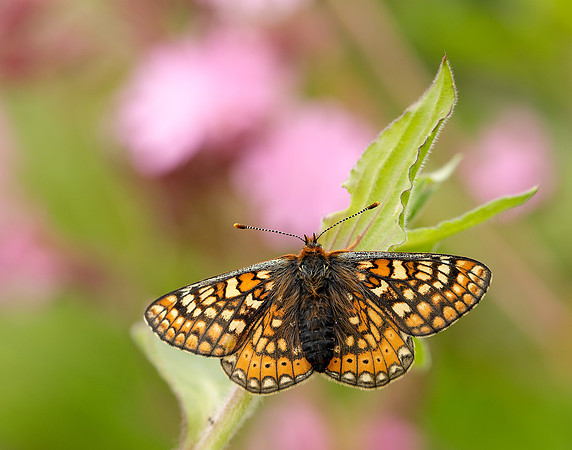 Marsh Fritillary Euphydryas aurinia