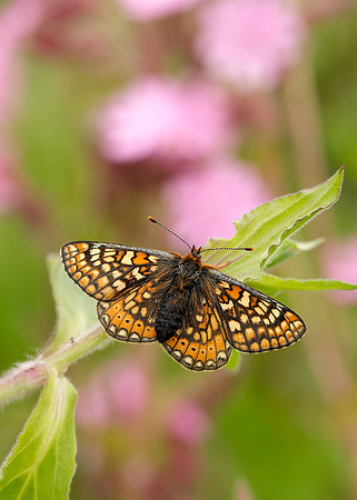 Marsh Fritillary Euphydryas aurinia