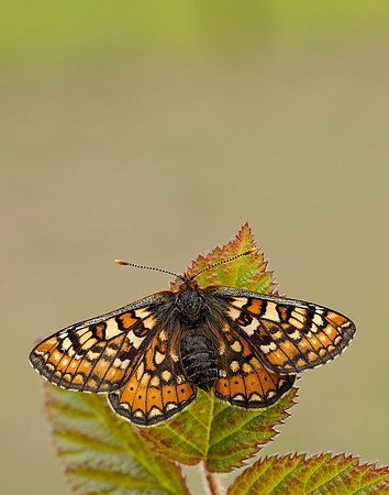 Marsh Fritillary Euphydryas aurinia